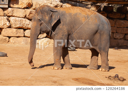 Big elephant. Close-up. Zoo Savannah Big elephant. Close-up. Zoo Savannah 120264186