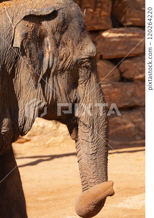 Big elephant. Close-up. Zoo Savannah Big elephant. Close-up. Zoo Savannah 120264220