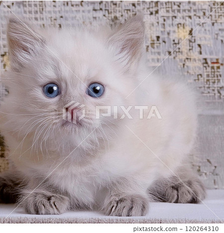 白色毛茸茸的小貓 120264310