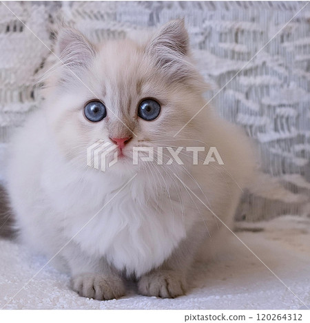 白色毛茸茸的小貓 120264312