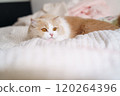 cute cat  120264396