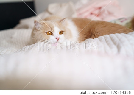 cute cat cute cat 120264396