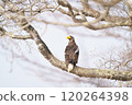 White-tailed eagle 120264398