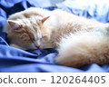 Sleeping cat 120264405