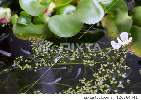 Medaka biotope Medaka biotope 120264441