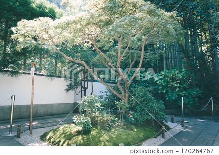 Treasure Temple of Kamakura Treasure Temple of Kamakura 120264762