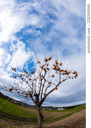 深秋多雲的天空和成熟的柿子的景色 深秋多雲的天空和成熟的柿子的景色 120264840