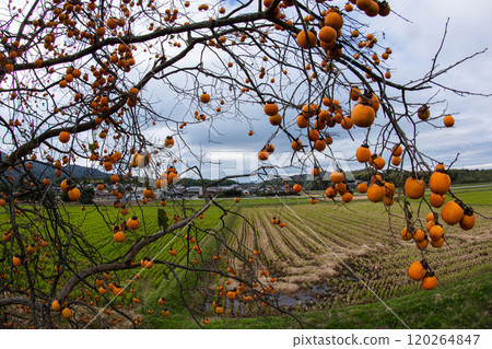 深秋多雲的天空和成熟的柿子的景色 120264847