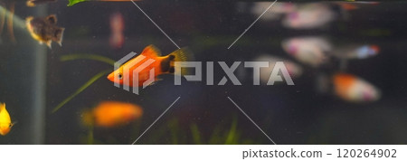 Platy mixed tank Platy mixed tank 120264902