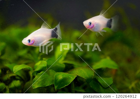 Mickey Mouse Platy Mickey Mouse Platy 120264912