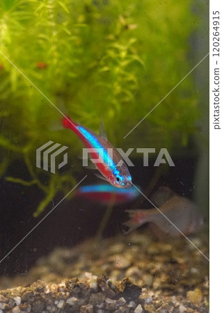Cardinal tetra Cardinal tetra 120264915