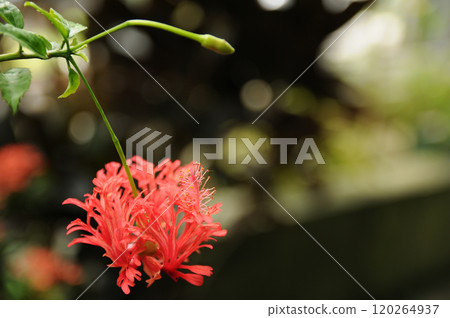 Autumn Thoughts Autumn Thoughts 120264937