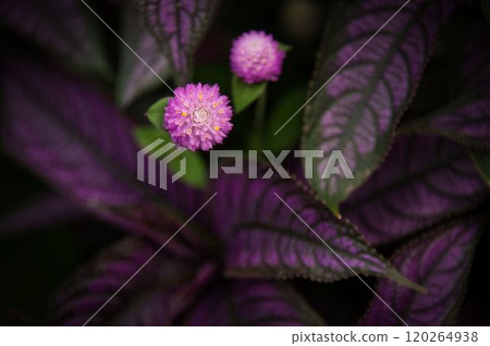 Autumn Thoughts Autumn Thoughts 120264938