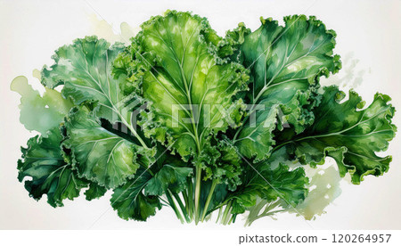 Watercolor of vibrant, fresh green curly kale leaves arranged in a lush cluster, curly edges and deep green hues, health benefits of kale, the intricate details and textures of kale, AI-generated  120264957