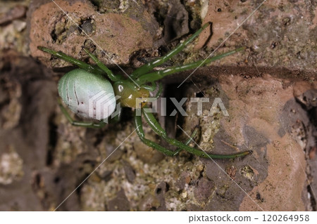 生物:蜘蛛,藍翅膀蜘蛛,十一月在公園。你準備好過冬了嗎?據說成蟲在春天出現。 生物:蜘蛛,藍翅膀蜘蛛,十一月在公園。你準備好過冬了嗎?據說成蟲在春天出現。 120264958