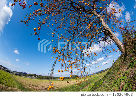 Japanese late autumn countryside landscape with ripe persimmon trees Japanese late autumn countryside landscape with ripe persimmon trees 120264968