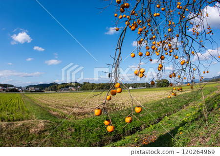 Japanese late autumn countryside landscape with ripe persimmon trees Japanese late autumn countryside landscape with ripe persimmon trees 120264969