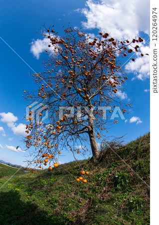 Japanese late autumn countryside landscape with ripe persimmon trees 120264974
