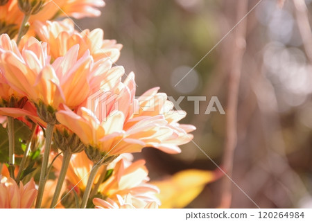 充滿活力的橙色菊花 120264984