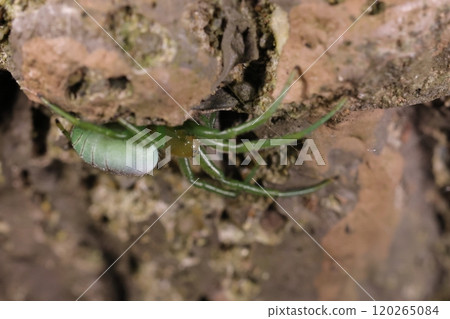 生物：蜘蛛，藍翅膀蜘蛛，十一月在公園。我認為它是一隻少年，因為它的腹部沒有明顯的黑點。 120265084