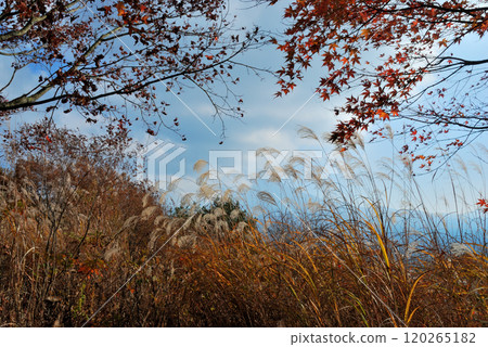 [Mountain scenery] Climbing Mt. Ashiwada, Yamanashi Prefecture, late autumn 120265182
