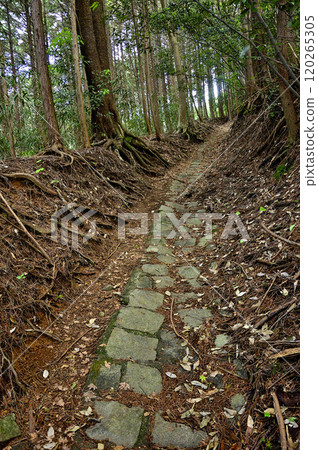 The stone-paved road of Yakeyama, a traverse route of the Tanzawa ridge The stone-paved road of Yakeyama, a traverse route of the Tanzawa ridge 120265305