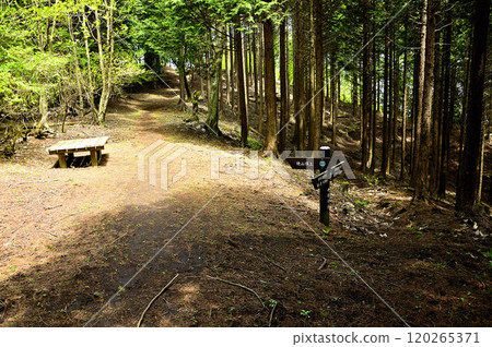 春天沿著丹澤幹流的路線，通往燒山山頂的道路 120265371