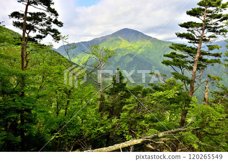 丹澤袖平山：從袖平山北脊眺望新綠的大室山 120265549