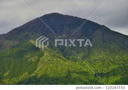 丹澤袖平山 從袖平山北脊眺望，陽光照亮了大室山的新綠 120265550