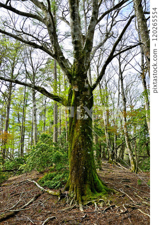 Mt. Sodehira in Tanzawa: Spring on the northern ridge of Mt. Sodehira: A large beech tree stands tall on the ridge path 120265554