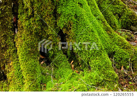 Mt. Sodehira in Tanzawa: Greenery of the Mountains Mt. Sodehira in Tanzawa: Greenery of the Mountains 120265555
