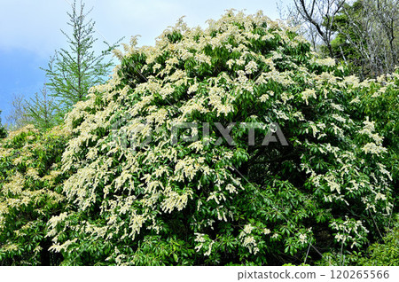 The summit of Mt. Sodahira in Tanzawa, with the Azalea in full bloom The summit of Mt. Sodahira in Tanzawa, with the Azalea in full bloom 120265566