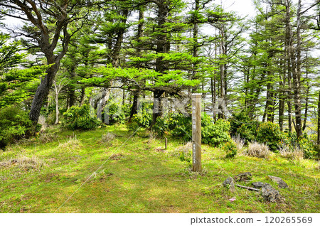 The summit of Mt. Sodehira in Tanzawa: Fresh green Japanese larch forest and triangulation point The summit of Mt. Sodehira in Tanzawa: Fresh green Japanese larch forest and triangulation point 120265569