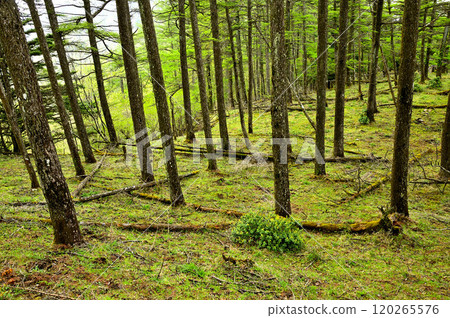 Fresh green Japanese larch forest on the summit of Mount Sodehira in Tanzawa 120265576