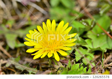 Dandelion on Mount Sodehira in Tanzawa Dandelion on Mount Sodehira in Tanzawa 120265578