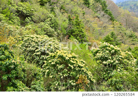 丹澤袖平山，杜鵑花盛開、綠意盎然的山區 120265584
