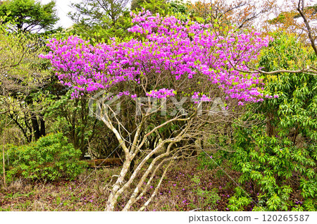 Himeji in Tanzawa: Mitsuba azalea trees in full bloom Himeji in Tanzawa: Mitsuba azalea trees in full bloom 120265587