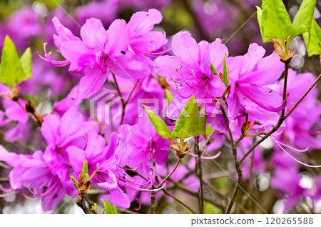 Himeji in Tanzawa - Mitsuba azalea flowers Himeji in Tanzawa - Mitsuba azalea flowers 120265588