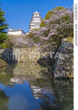 櫻花盛開時節，從木齋門跡看到姬路城 120265621