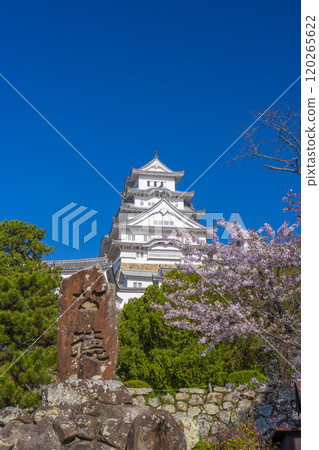 盛開的櫻花、姬路城、幸德紀念碑 120265622