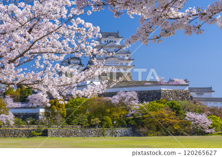 Cherry blossoms in full bloom and Himeji castle 120265627