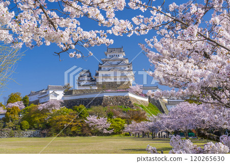 盛開的櫻花和姬路城堡 120265630