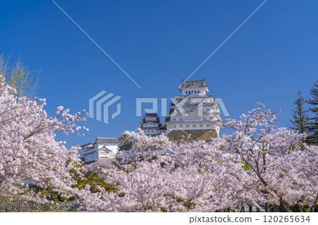 盛開的櫻花和姬路城堡 盛開的櫻花和姬路城堡 120265634
