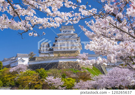 Cherry blossoms in full bloom and Himeji castle 120265637