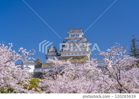 Cherry blossoms in full bloom and Himeji castle 120265639