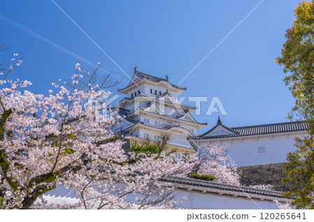 Cherry blossoms in full bloom and Himeji castle 120265641