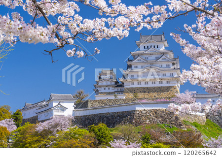 Cherry blossoms in full bloom and Himeji castle 120265642