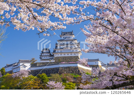 Cherry blossoms in full bloom and Himeji castle 120265646