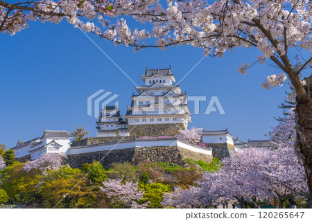 Cherry blossoms in full bloom and Himeji castle 120265647