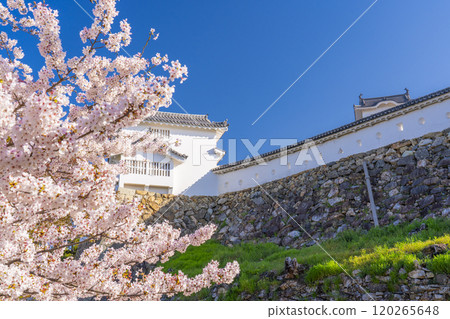 Cherry blossoms in full bloom and Himeji castle 120265648